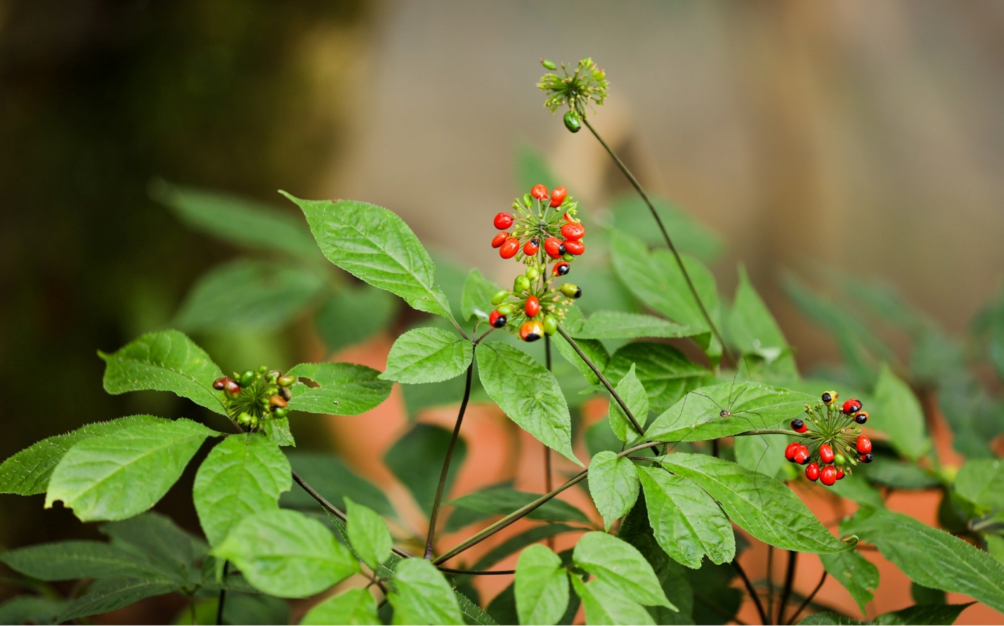 Sâm Ngọc Linh - Quốc bảo Việt Nam - 2