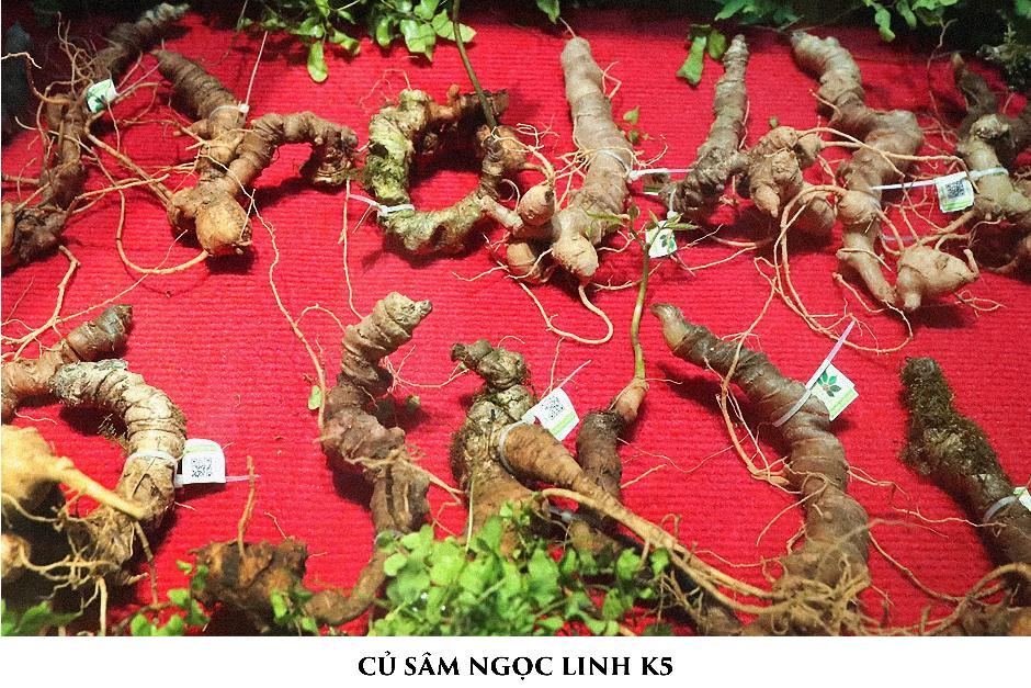 K5 Sâm mật ong: Món quà quý kết hợp giữa Đông y và y học hiện đại - 3