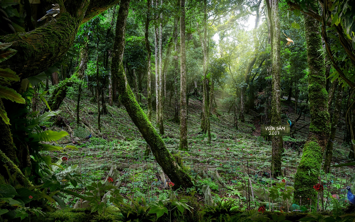 Sâm Ngọc Linh - Quốc bảo Việt Nam - 1