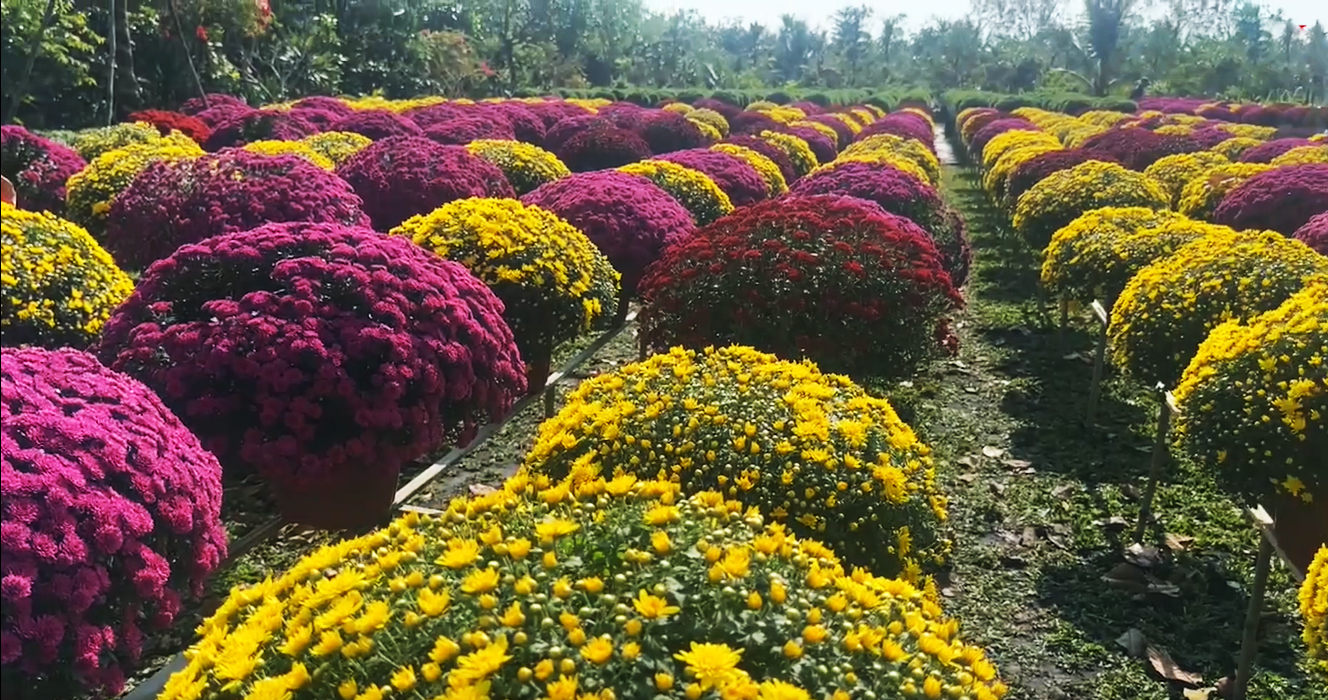 Cả ngàn giống hoa - kiểng tại 'Không gian sắc hoa Sa Đéc' - 3