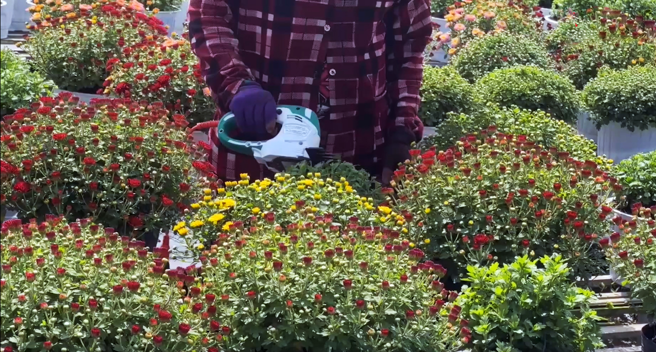 Cả ngàn giống hoa - kiểng tại 'Không gian sắc hoa Sa Đéc' - 4