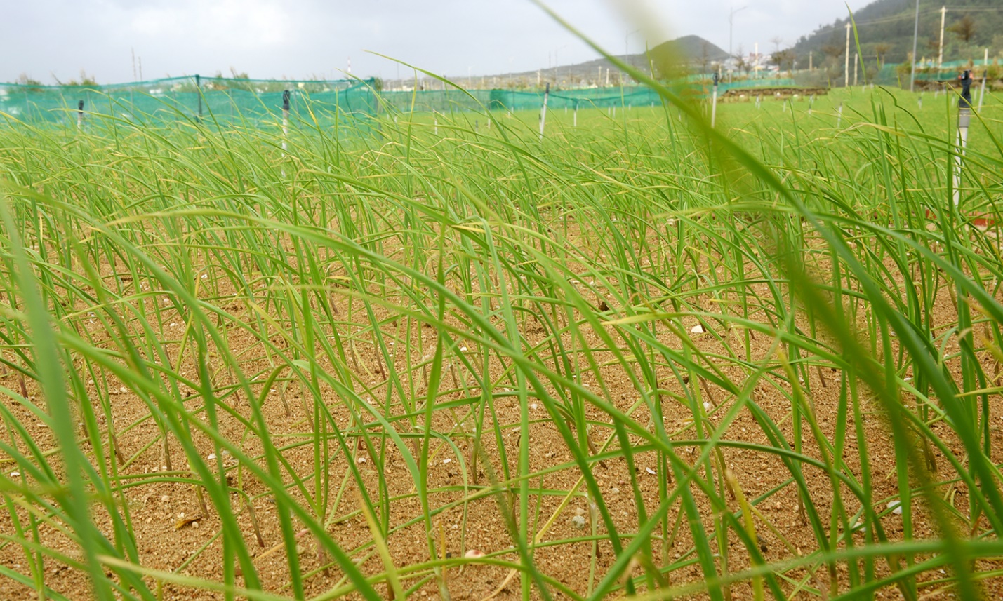 dac khu ly son - dau son dac biet tren ban do du lich viet nam - 11