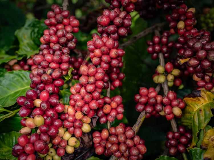 Công nghệ chế biến sâu: “Chìa khóa vàng“ cho cà phê Việt