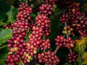  - Công nghệ chế biến sâu: "Chìa khóa vàng" cho cà phê Việt