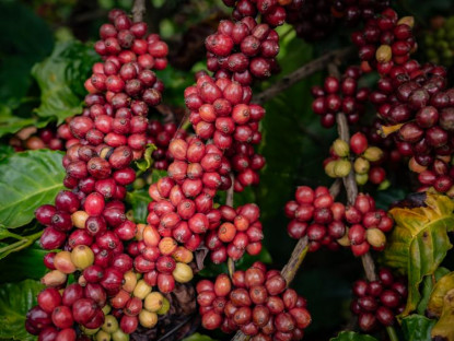  - Công nghệ chế biến sâu: "Chìa khóa vàng" cho cà phê Việt