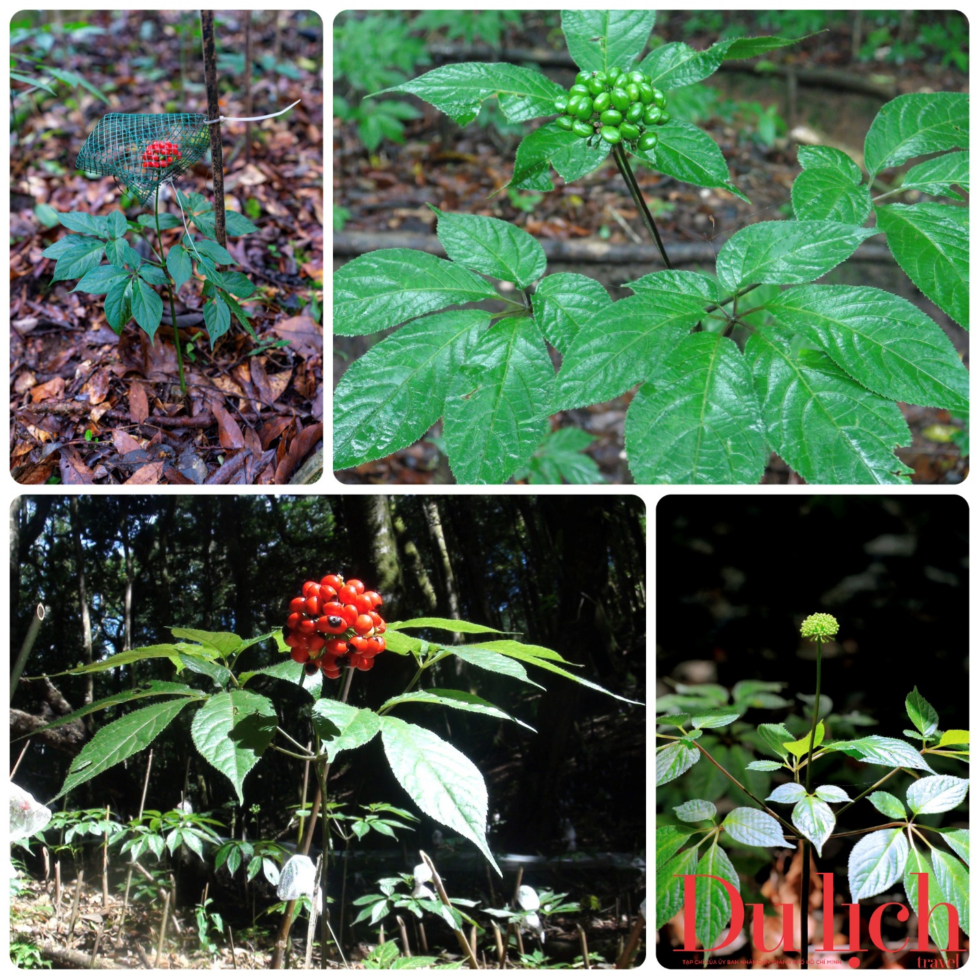 tuan di san van hoa quang ngai: ket noi di san - viet tiep tuong lai - 5