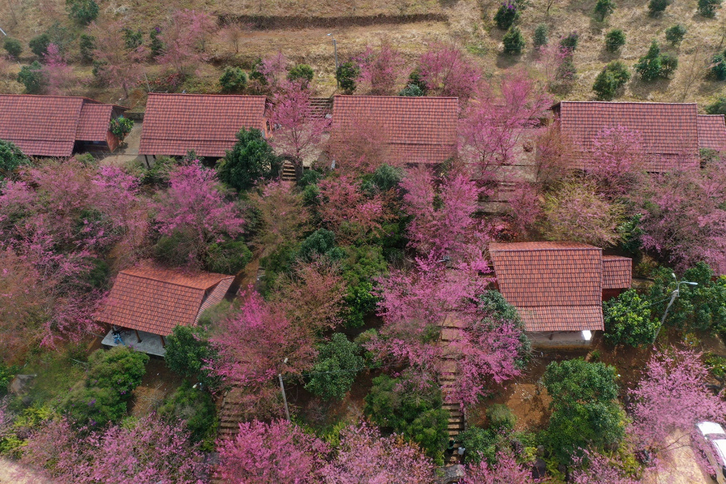 lan dau tien khinh khi cau bay len giua mua hoa anh dao mang den - 12