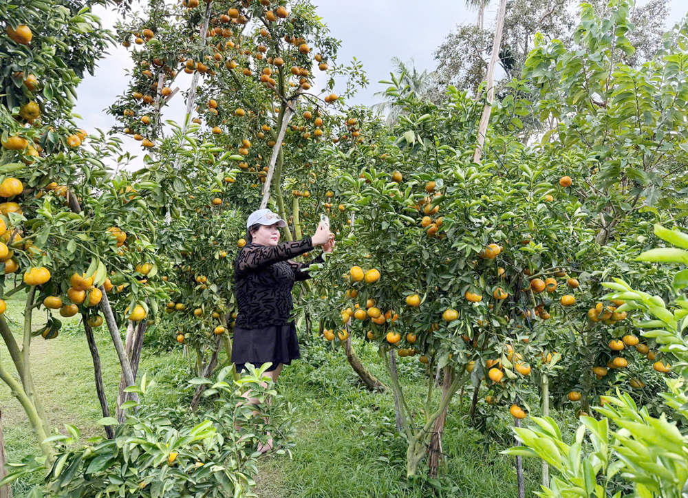Du khách ‘mê mẩn’ với vườn quýt hồng say trái tại Cần Thơ - 1