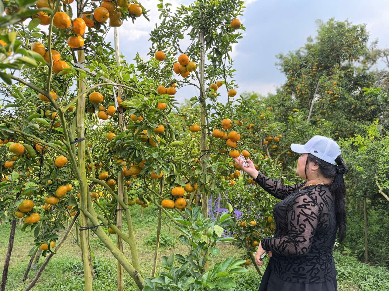 Du khách ‘mê mẩn’ với vườn quýt hồng say trái tại Cần Thơ - 2