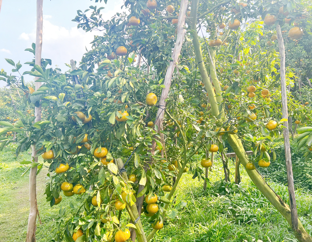 Du khách ‘mê mẩn’ với vườn quýt hồng say trái tại Cần Thơ - 3