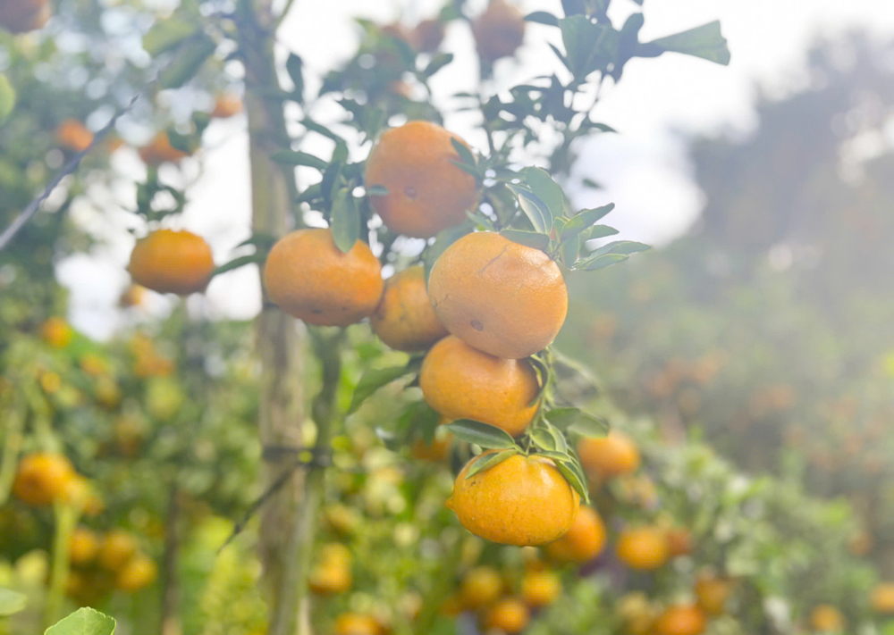 Du khách ‘mê mẩn’ với vườn quýt hồng say trái tại Cần Thơ - 5