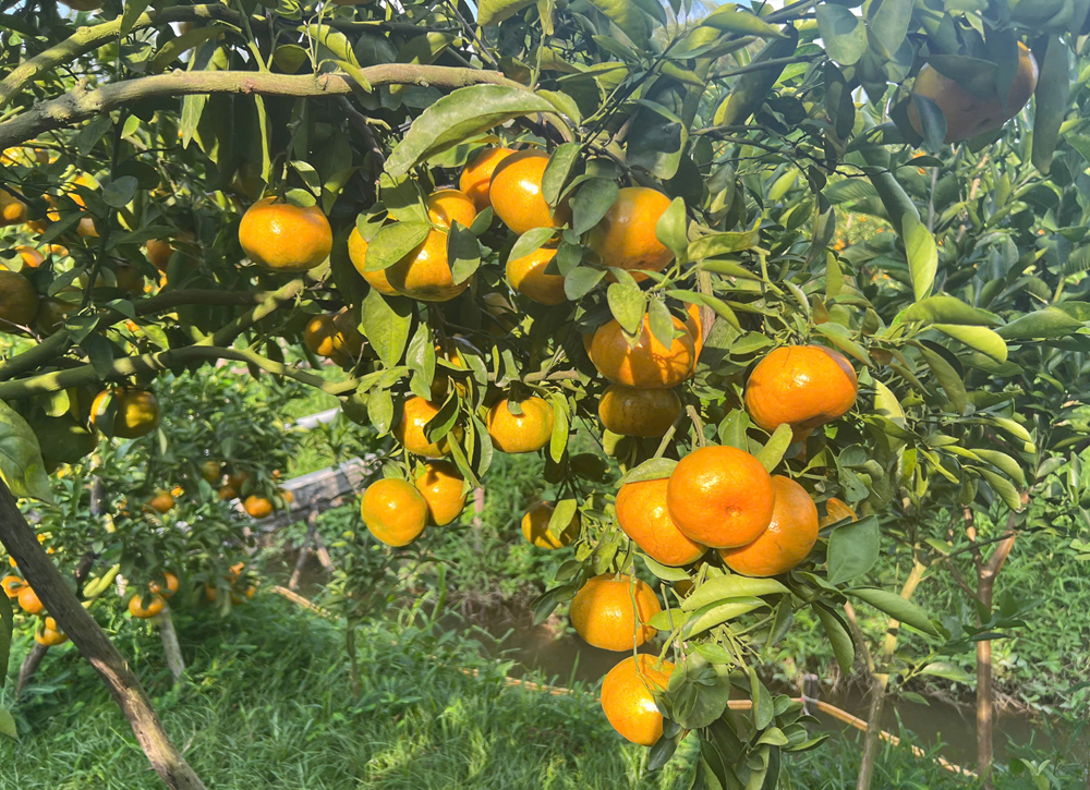 Du khách ‘mê mẩn’ với vườn quýt hồng say trái tại Cần Thơ - 6