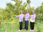 Du khách ‘mê mẩn’ với vườn quýt hồng say trái tại Cần Thơ