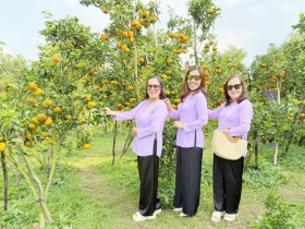  - Du khách ‘mê mẩn’ với vườn quýt hồng say trái tại Cần Thơ