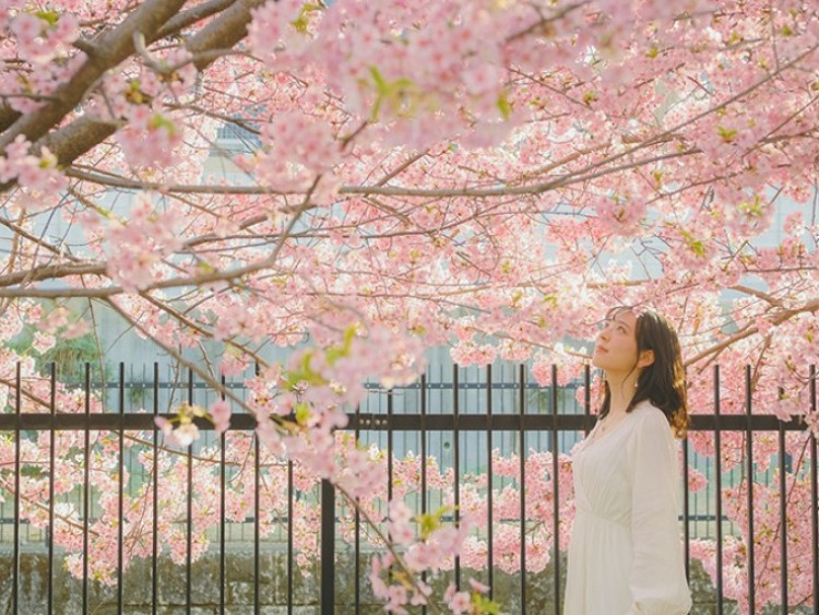 JNTO và Hanoitourist - bùng nổ chiến dịch hoa anh đào, du lịch Nhật Bản có nhiều điểm mới