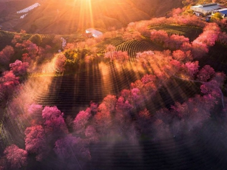 Sự hồi sinh đồi chè Ô Quý Hồ, Sapa