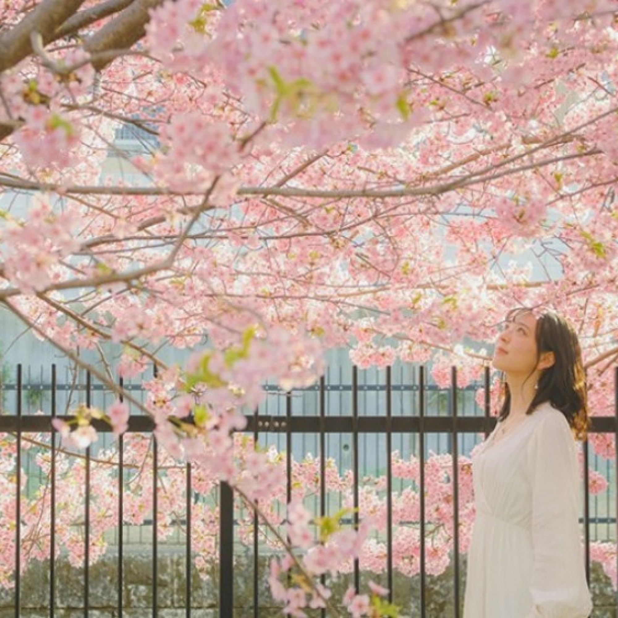  - JNTO và Hanoitourist - bùng nổ chiến dịch hoa anh đào, du lịch Nhật Bản có nhiều điểm mới