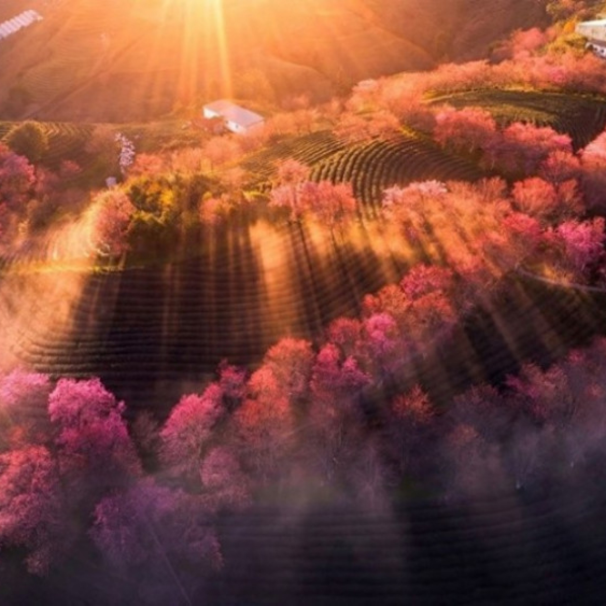 Sự hồi sinh đồi chè Ô Quý Hồ, Sapa