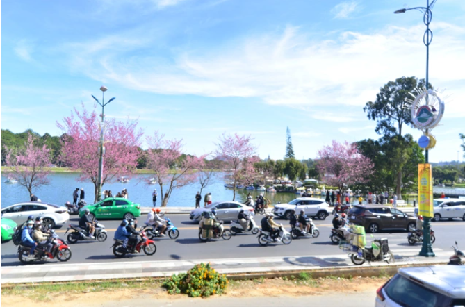 Hấp dẫn Lễ hội hoa mai anh đào ở Đà Lạt - 1