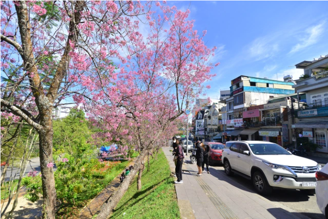 Hấp dẫn Lễ hội hoa mai anh đào ở Đà Lạt - 2