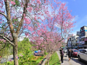  - Hấp dẫn Lễ hội hoa mai anh đào ở Đà Lạt