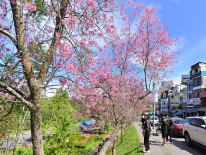 Hấp dẫn Lễ hội hoa mai anh đào ở Đà Lạt