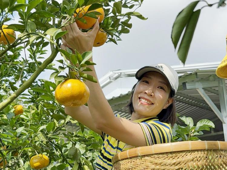 Du khách trải nghiệm cắt quýt hồng ăn tại vườn ở Cần Thơ
