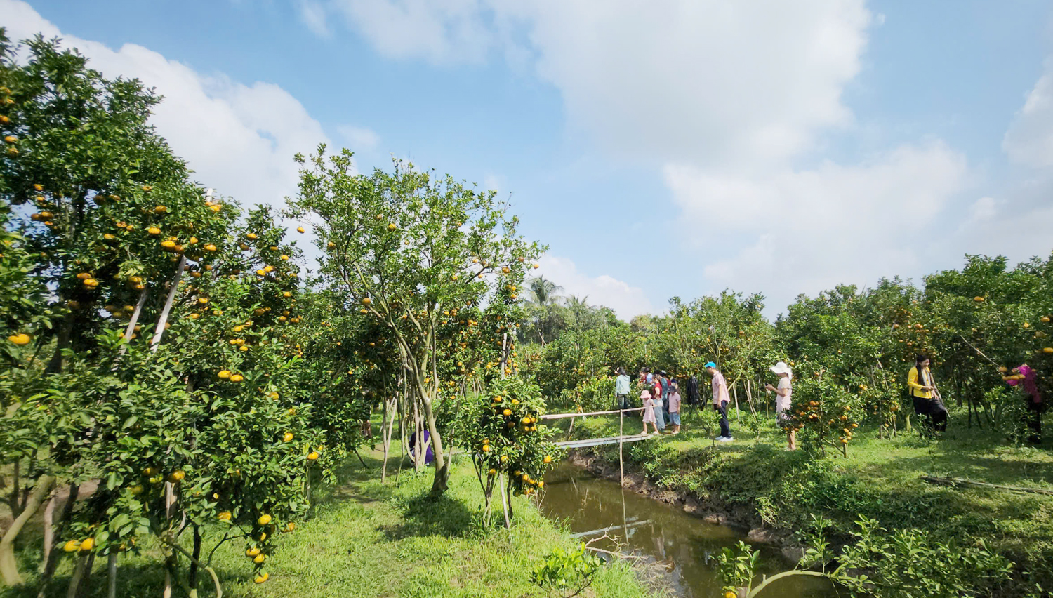 Du khách trải nghiệm cắt quýt hồng ăn tại vườn ở Cần Thơ - 2