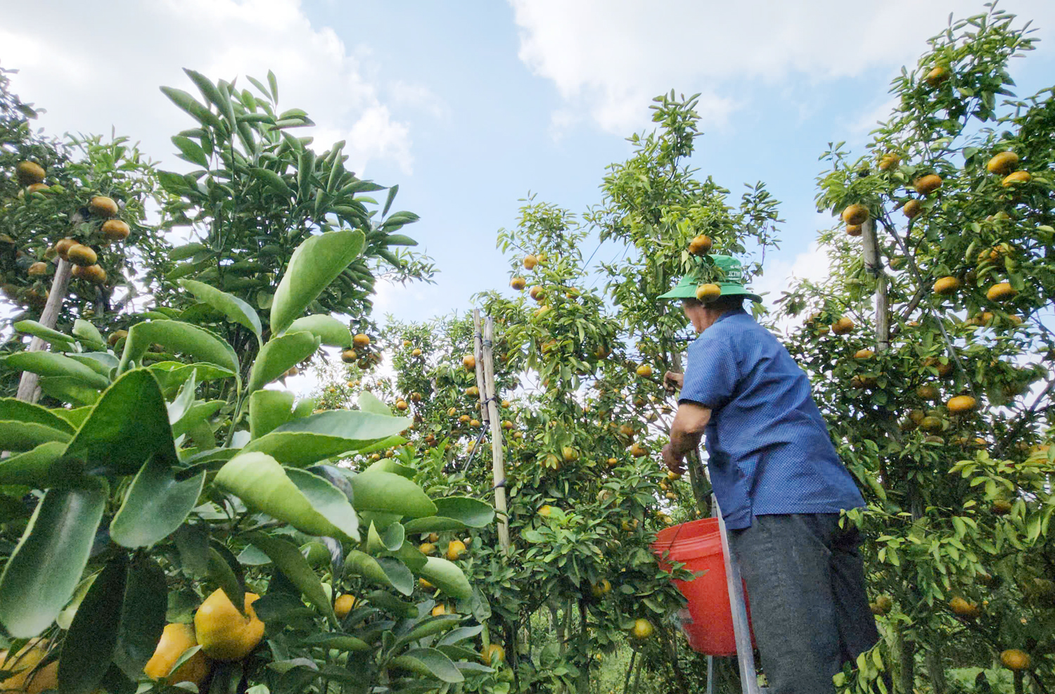 Du khách trải nghiệm cắt quýt hồng ăn tại vườn ở Cần Thơ - 5