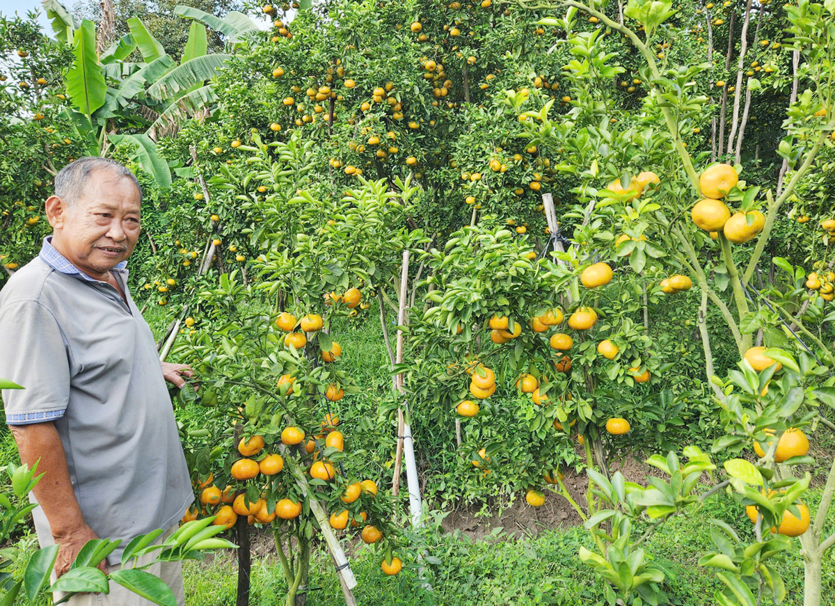 Du khách trải nghiệm cắt quýt hồng ăn tại vườn ở Cần Thơ - 6