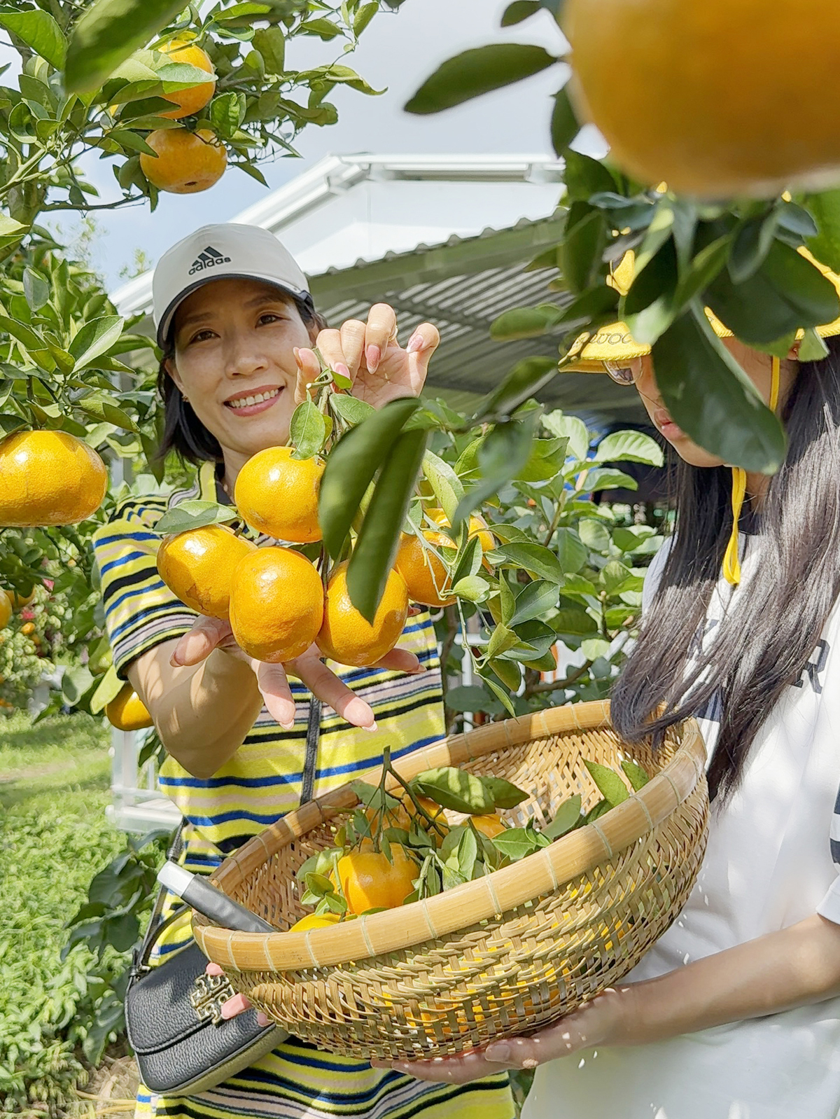 Du khách trải nghiệm cắt quýt hồng ăn tại vườn ở Cần Thơ - 7