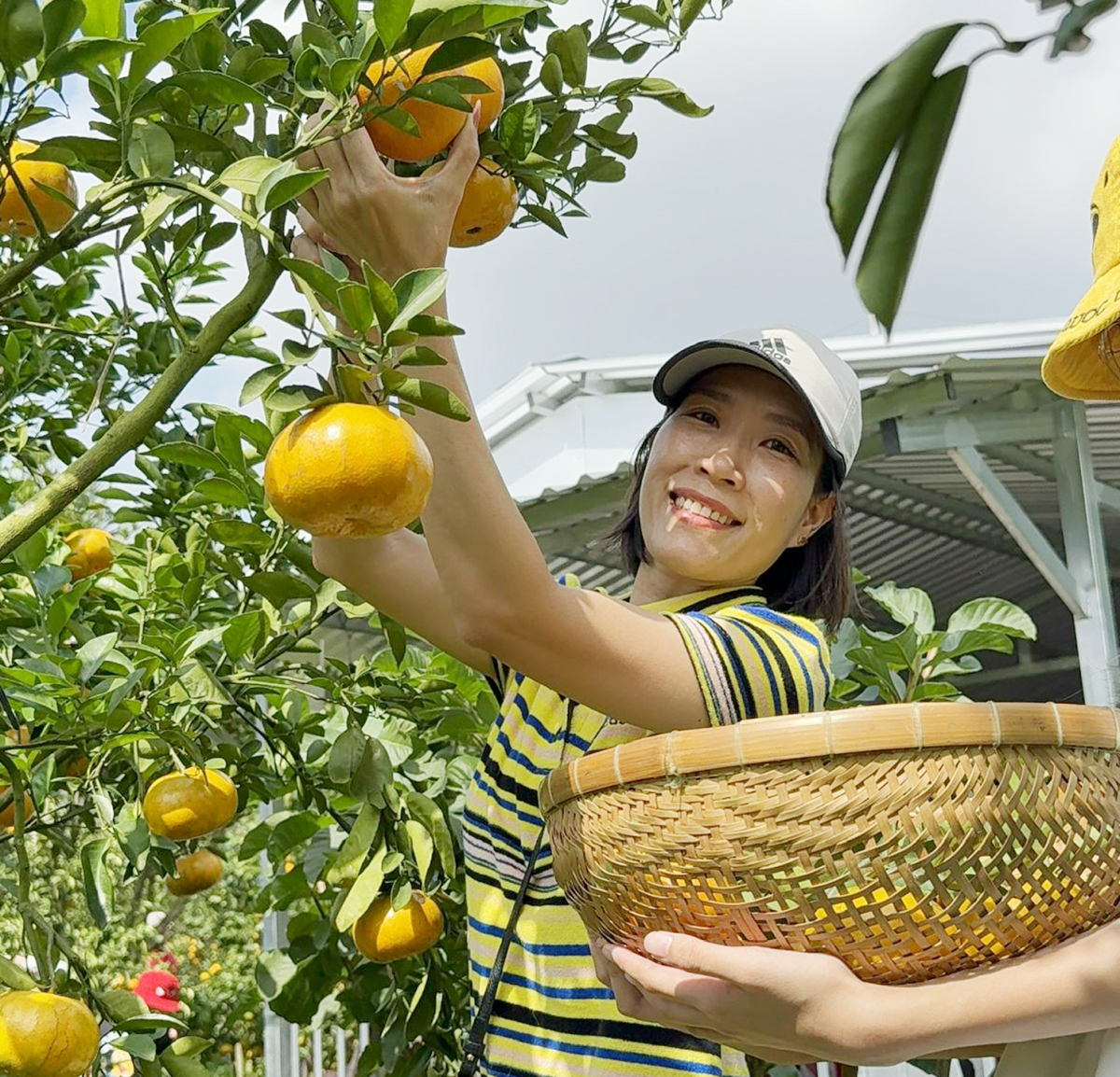 Du khách trải nghiệm cắt quýt hồng ăn tại vườn ở Cần Thơ - 8