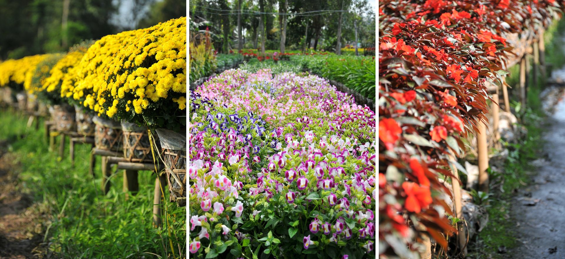 Làng hoa Sa Đéc: Nâng tầm di sản, khát vọng vươn xa cùng du lịch - 2