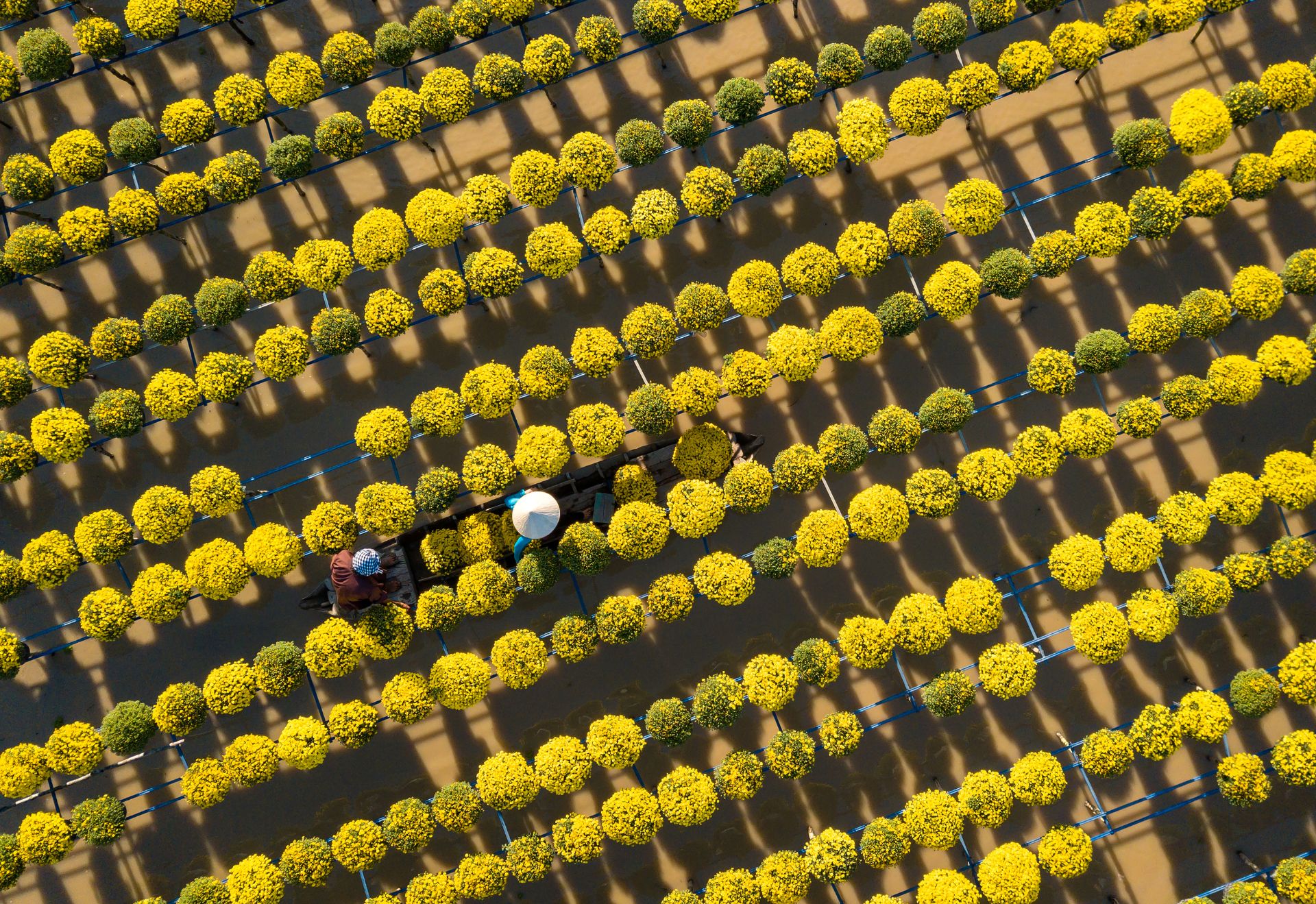 Làng hoa Sa Đéc: Nâng tầm di sản, khát vọng vươn xa cùng du lịch - 3