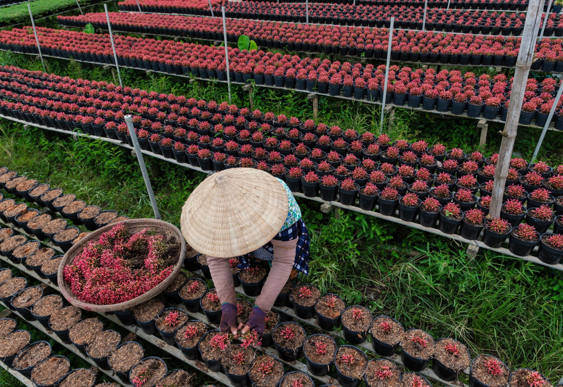 Làng hoa Sa Đéc: Nâng tầm di sản, khát vọng vươn xa cùng du lịch - 4