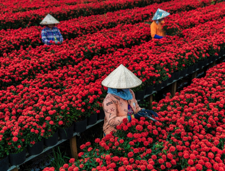 Làng hoa Sa Đéc: Nâng tầm di sản, khát vọng vươn xa cùng du lịch